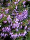 Erica carnea