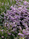 Erica carnea