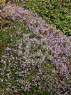 Erica carnea