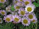 Erigeron glaucus