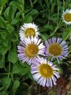 Erigeron glaucus