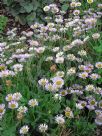 Erigeron glaucus