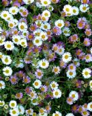 Erigeron karvinskianus