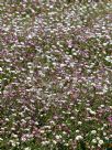 Erigeron karvinskianus