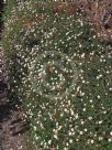 Erigeron karvinskianus