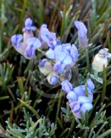 Erinacea anthyllis