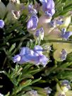 Erinacea anthyllis