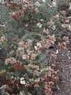 Eriogonum arborescens