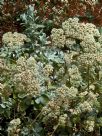 Eriogonum giganteum