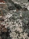 Eriogonum giganteum