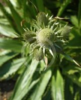 Eryngium agavifolium