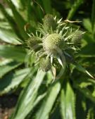 Eryngium agavifolium