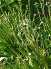 Eryngium agavifolium