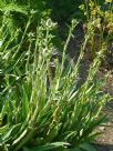 Eryngium agavifolium