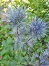 Eryngium alpinum