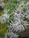 Eryngium bourgatii