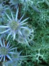 Eryngium bourgatii