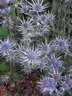 Eryngium bourgatii