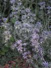 Eryngium bourgatii