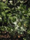 Eryngium giganteum