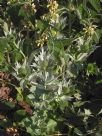 Eryngium giganteum