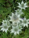 Eryngium giganteum