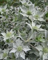 Eryngium maritimum