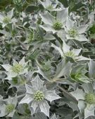 Eryngium maritimum