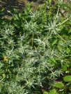 Eryngium planum