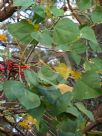 Erythrina coralloides