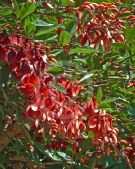 Erythrina crista-galli