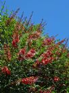 Erythrina crista-galli