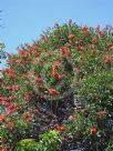 Erythrina crista-galli