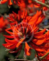 Erythrina sykesii