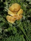 Eschscholzia californica