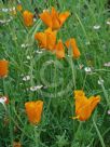 Eschscholzia californica