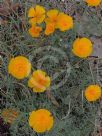 Eschscholzia californica