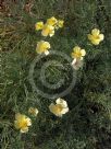 Eschscholzia californica