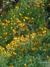 Eschscholzia californica