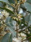 Eucalyptus amplifolia