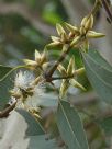 Eucalyptus amplifolia