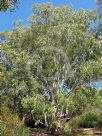 Eucalyptus amplifolia