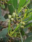 Eucalyptus angulosa