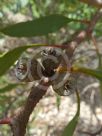 Eucalyptus angulosa