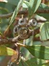 Eucalyptus angulosa