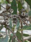 Eucalyptus angulosa