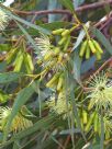 Eucalyptus astringens