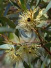 Eucalyptus astringens