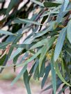 Eucalyptus astringens