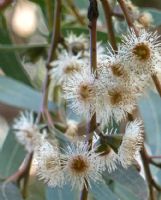 Eucalyptus baeuerlenii